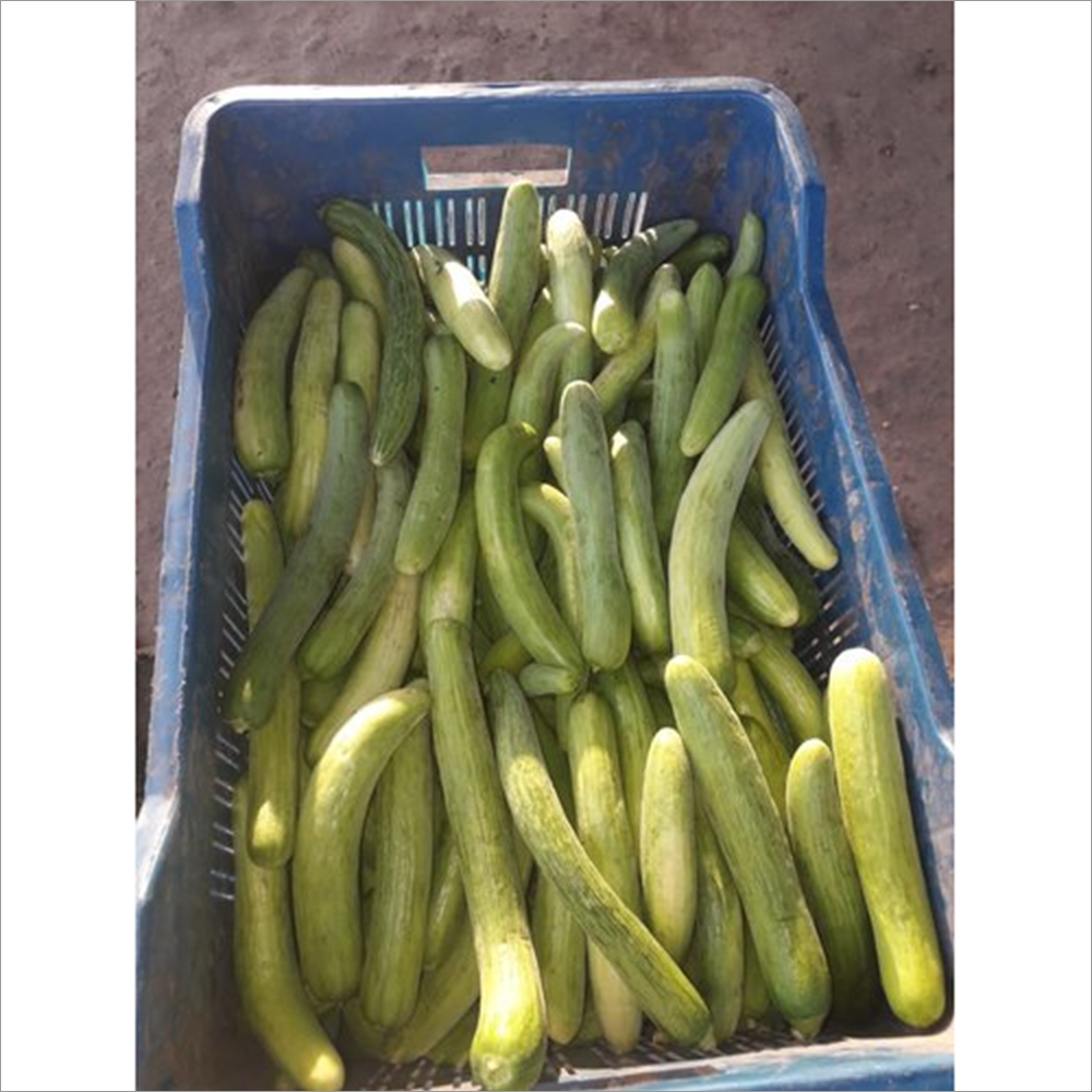 Green Organic Hybrid Cucumber Seeds