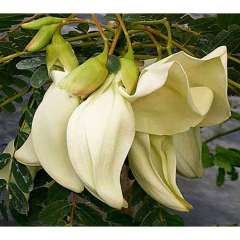 Sesbania Grandiflora Seeds Grade: A+