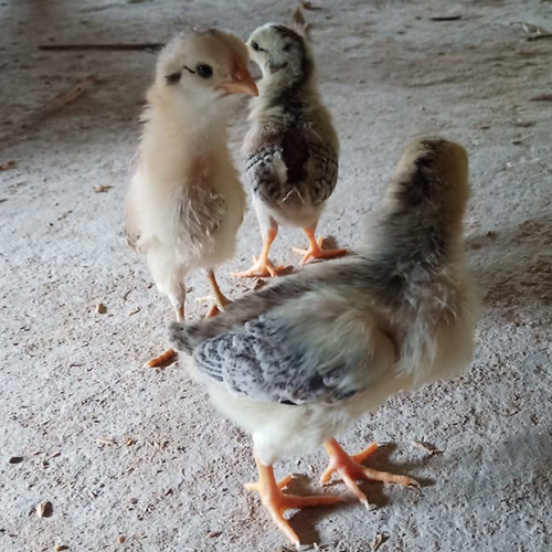 Multi Colour Pure Desi Chicks