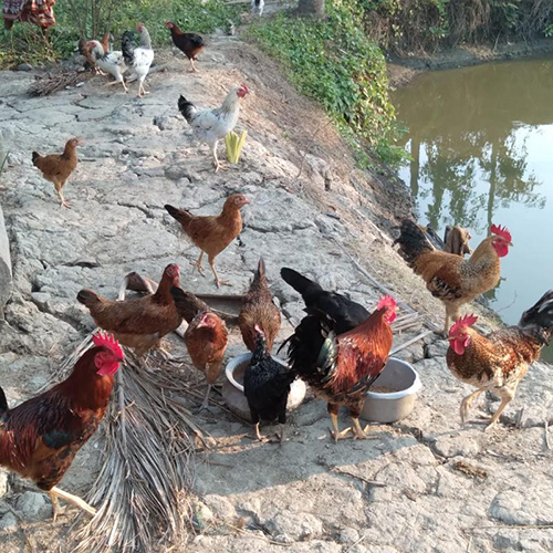 Country Chicken - Brown, Variable Weight | Natural Feed, Free-Range, Farm-Fresh, High Quality Meat, Sustainable, Disease-Free