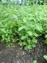 Stevia Plant
