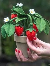 Strawberry Plant