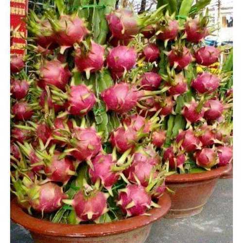 Dragon fruit plant