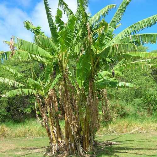 Banana plants(mausa)