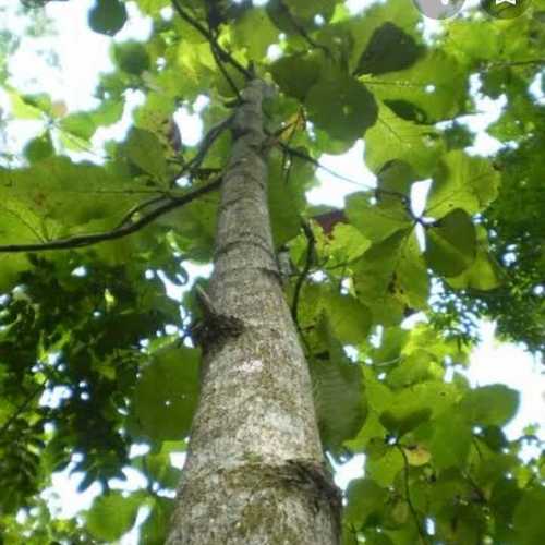 Teak plants (lamiaceae)