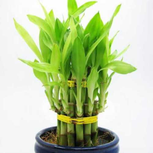Bamboo plant By INDO ESSENCE AGRO AND HERBS