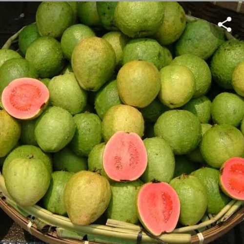 Guava plant(pink taiwan)