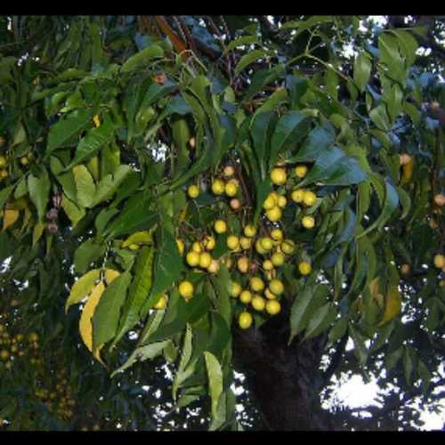 Melia dubia plant