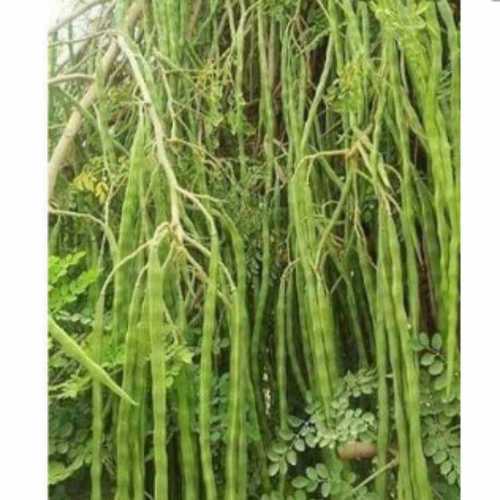 Drumstick plant By INDO ESSENCE AGRO AND HERBS