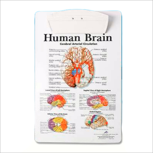 Doctors Clip Human Brain Board