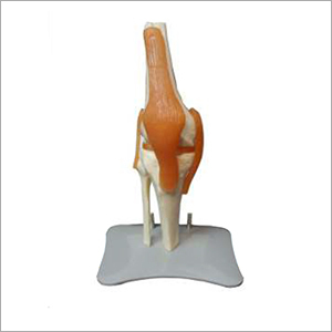 Knee Joint