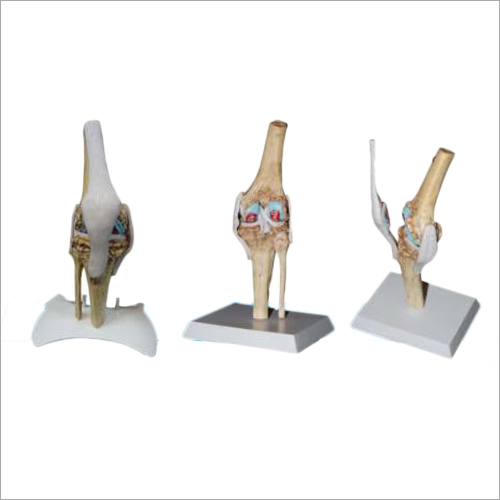 Anatomical Models