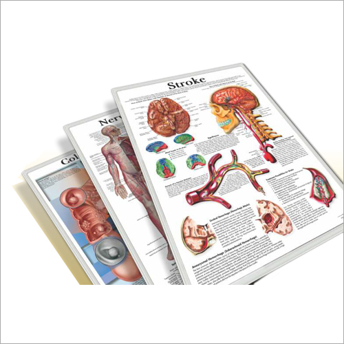 3d Anatomical Charts