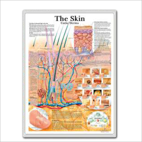The Skin 3d Anatomical Charts