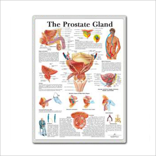 The Prostate Gland 3d Anatomical Charts at Best Price in Mumbai | Sms ...
