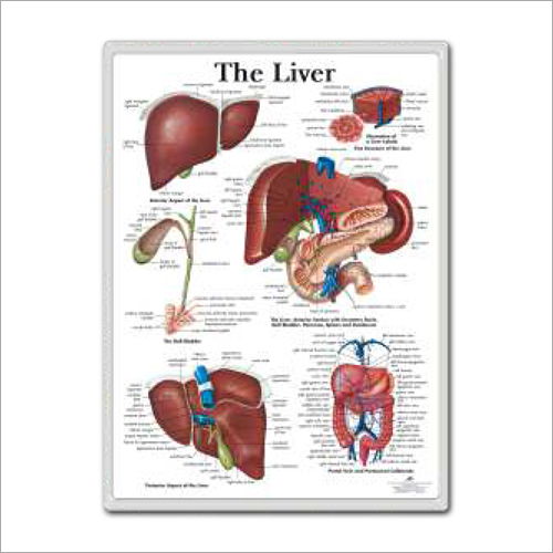The Liver 3d Anatomical Charts