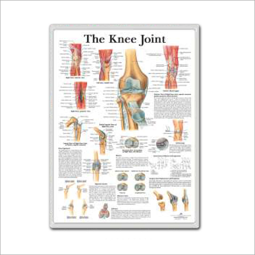 The Knee Joint 3d Anatomical Charts
