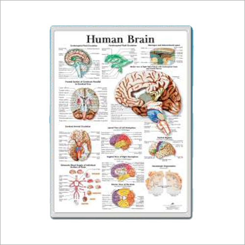 Human Brain 3d Anatomical Charts