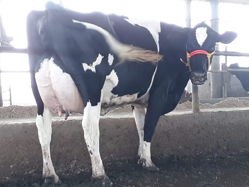 Milking Hf Cow