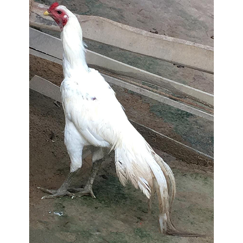 Hira Fighter Bird