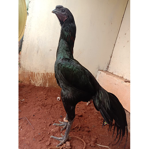 Black Panther Fighter Bird
