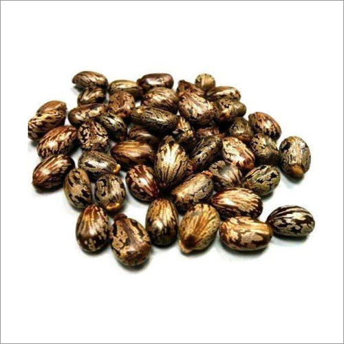 Organic Castor Seed