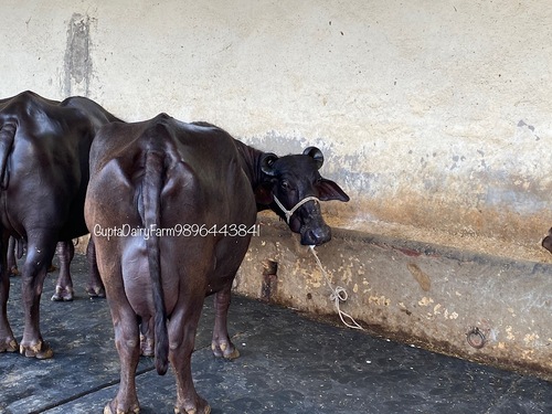 Black Murrah Buffalo Supplier In Jind Haryana Gender: Female