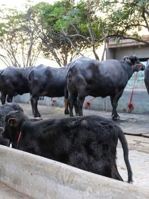 Black Murrah Buffalo Supplier In Jind Haryana