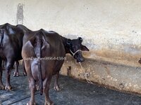 Black Murrah Buffalo Supplier In Jind Haryana