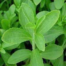 Stevia Plants for cultivation