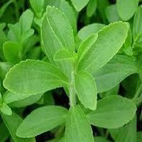 Stevia Plants For Cultivation - Color: Green