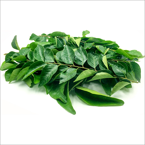 Curry Leaf