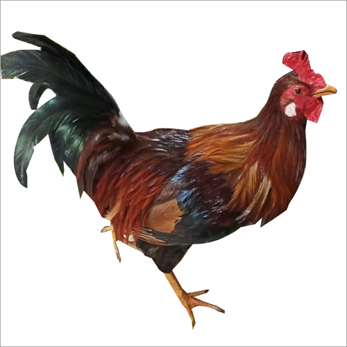 Taxidermy Cock