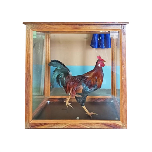Taxidermy Rooster Bird