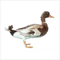 Taxidermy Duck