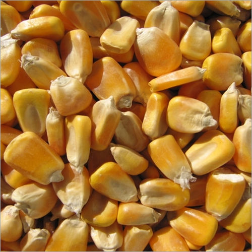 Fresh Maize Seeds