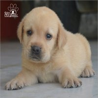 Labrador Puppy Dog