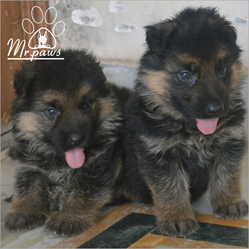 Dog German Shepherd Baby At Price 15000 Inr Unit In Karnal Id C6903925