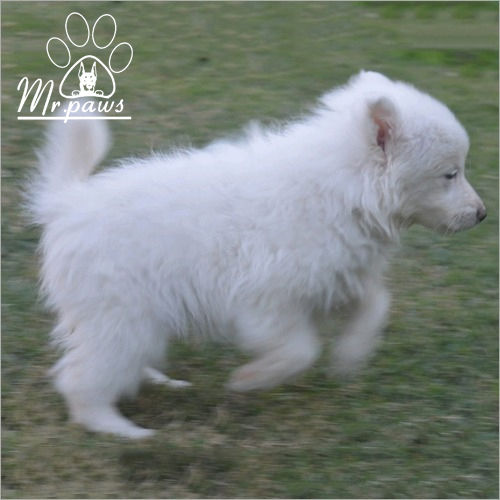 White Toy Pom Pomeranian Dog Breed At Price Inr Unit In Karnal Id C