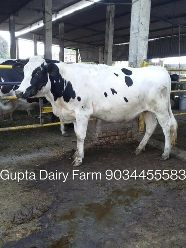 Hf Cow Price In Punjab
