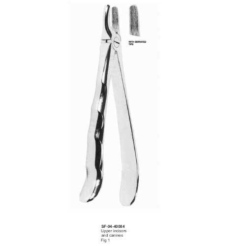 Upper Incisors And Canines