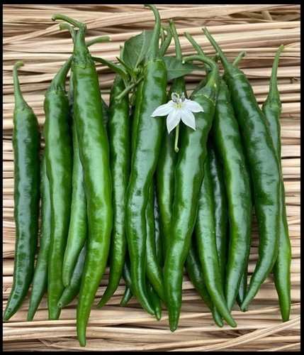 Chilli F1- Jyoti-409