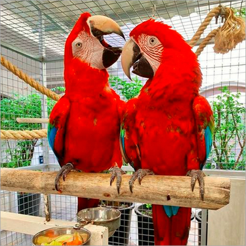 Cockatoos And Macaws