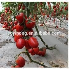 Papaya Contract Farming By AMRITANJALI AYURVED (OPC) PRIVATE LIMITED