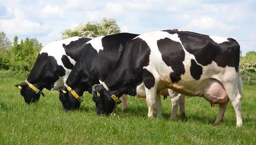 Best hf high milk Dairy Cow In India