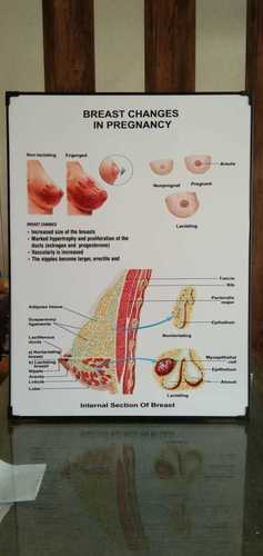 Chart Of Breast Changes In Pregnancy