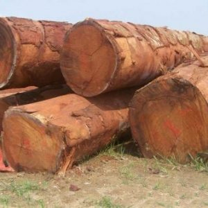 Doussie Wood Logs