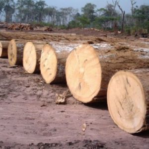 Makore Wood Logs
