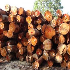 Meranti Wood Logs By Fresh Trading Supply B.V.