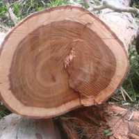 Maobi Wood Logs